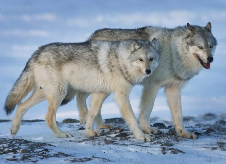 Petition opposing B.C. wolf cull program to be presented to forests minister