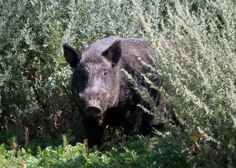 Invasive wild pigs spotted in national park for first time at Alberta’s Elk Island