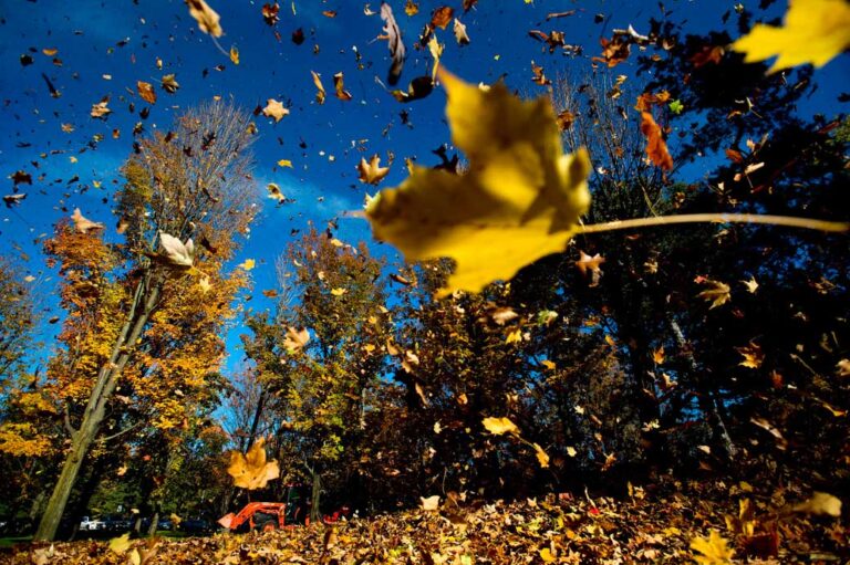 Leave some leaves to help nature