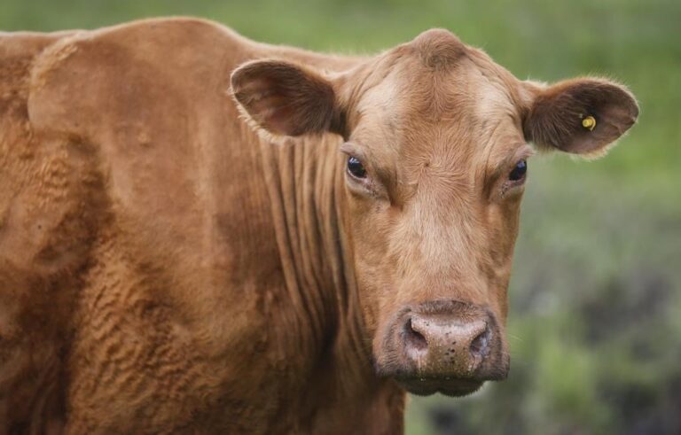 Aggressive cow charges workers in Okanagan Falls, B.C., prompting public warning