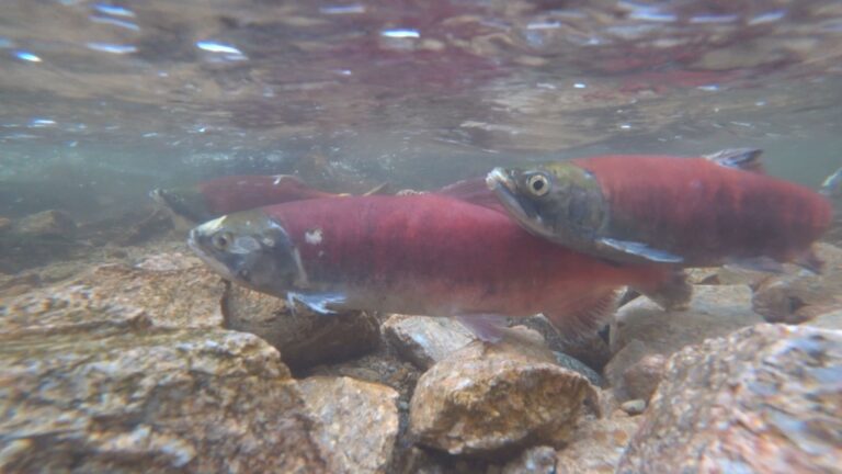 Kokanee Salmon return to Hardy Falls Regional Park for spawning season