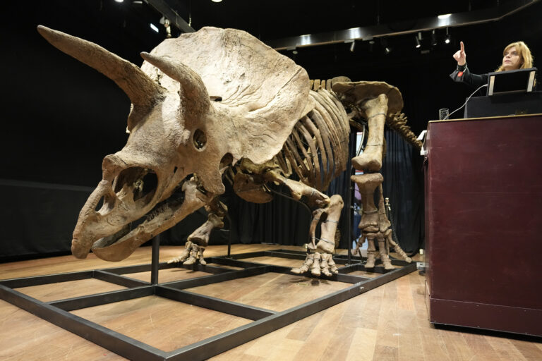 World’s biggest triceratops skeleton sells for US$7.7M at auction