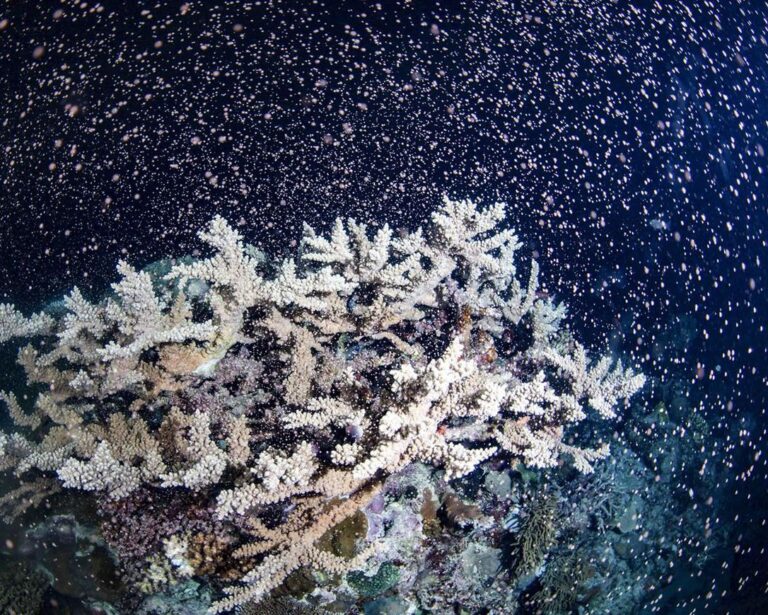 Great Barrier Reef explodes with cacophony of colour during massive spawn