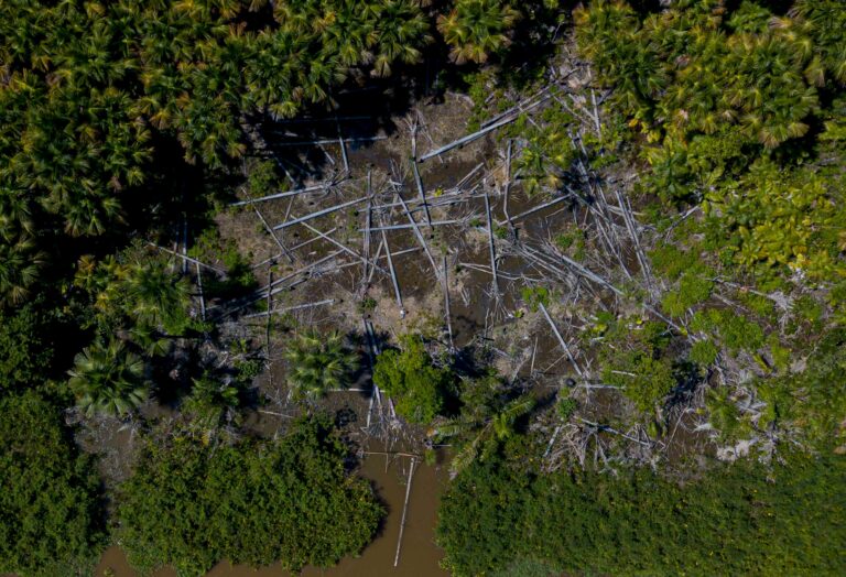 COP26: Canada joins more than 100 countries vowing to end deforestation