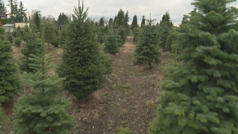 ‘A supply shortage out there’: Christmas tree demand high during second year of COVID-19 pandemic