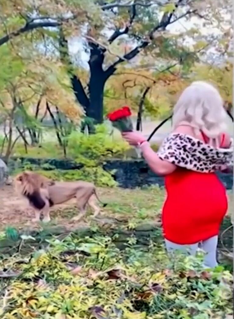 Woman seen climbing over zoo barrier, throwing $100 bills at lion