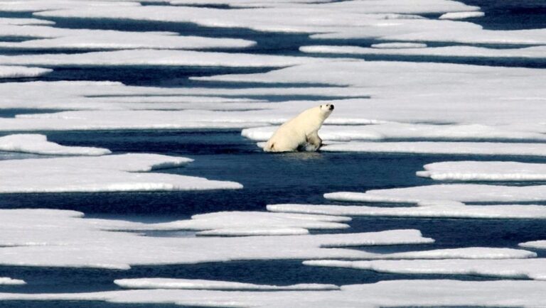 Climate change diminishing Arctic sea ice and harming polar bears, experts say