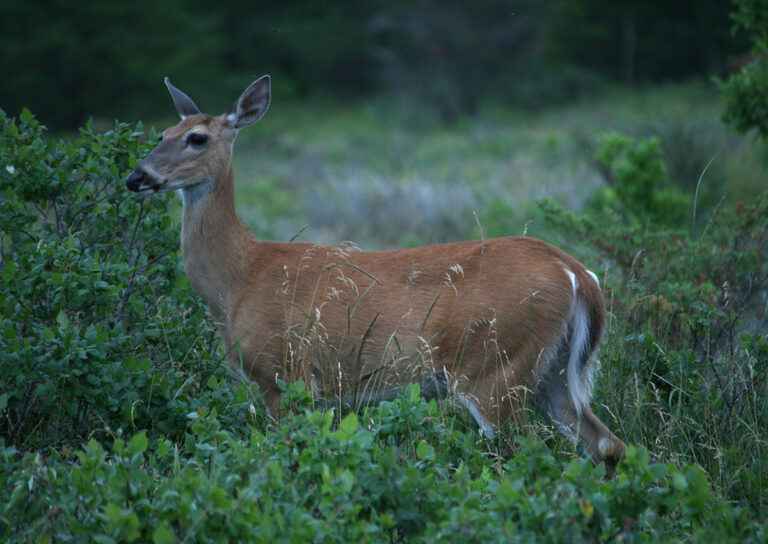 COVID-19 virus found in 3 Quebec deer, Canadian officials say