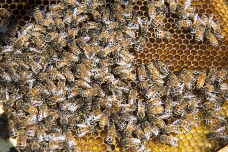 Thousands of bees survive being buried in La Palma volcano ash for weeks