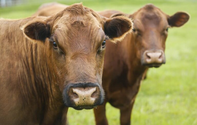 Alberta beef industry reacts to import bans after atypical mad cow disease case
