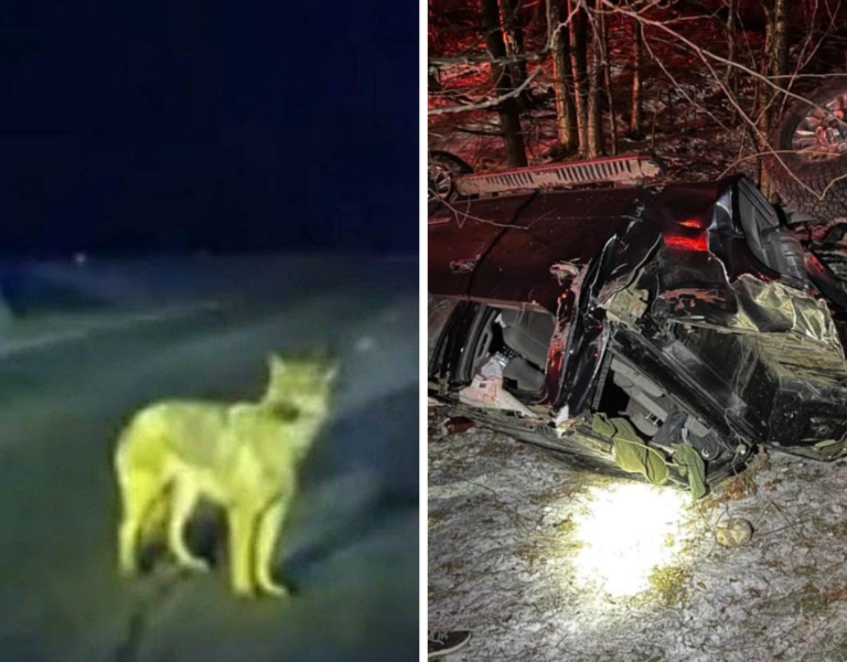 ‘It’s a miracle’: Dog leads police to owner’s truck crash, saves two lives