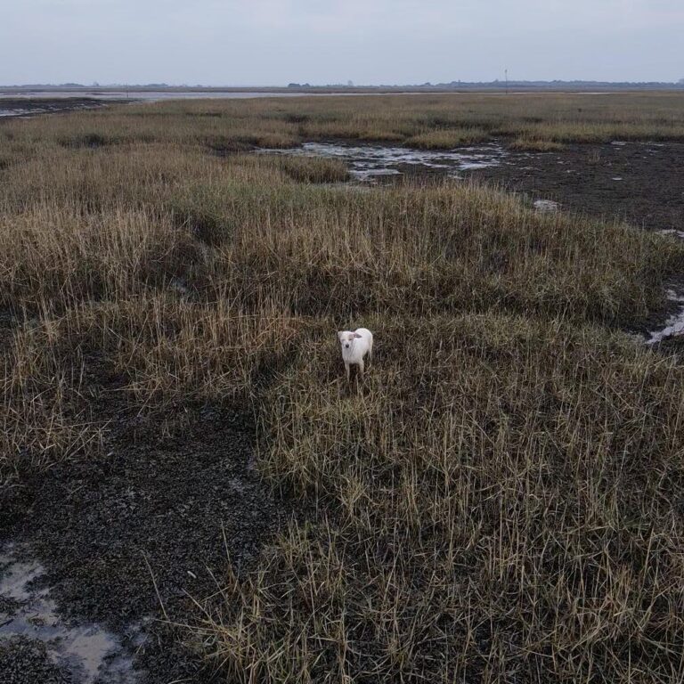 Rescuers coax stranded dog to safety by tying sausage to drone