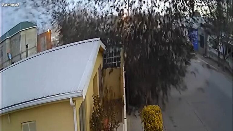Shocking video shows hundreds of birds drop from the sky in Mexico
