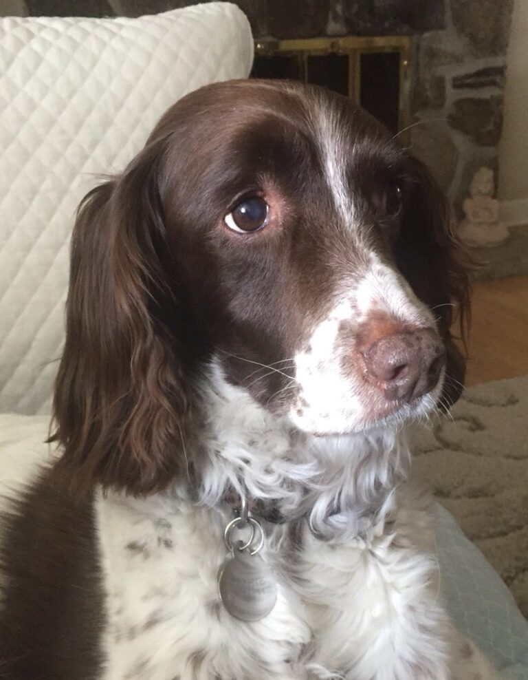 Meet Sophie, a ‘hero’ dog who helped save her Montreal owner from flesh-eating disease