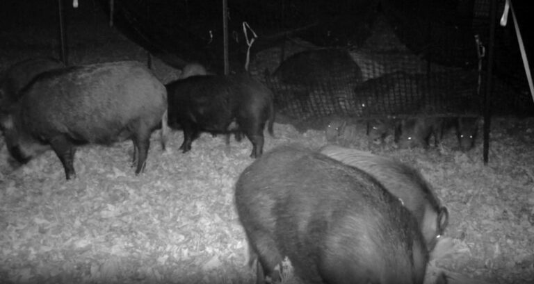 Feral swine bomb: the battle against an invasive species