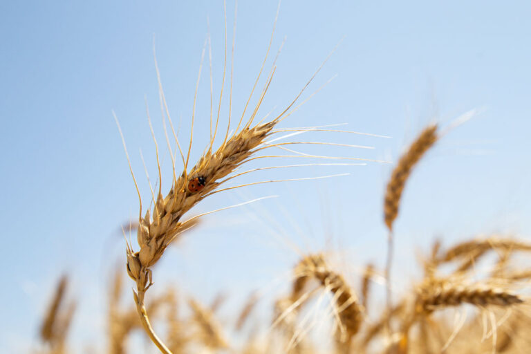 Wheat prices soar over concerns of Russia-Ukraine war, drought