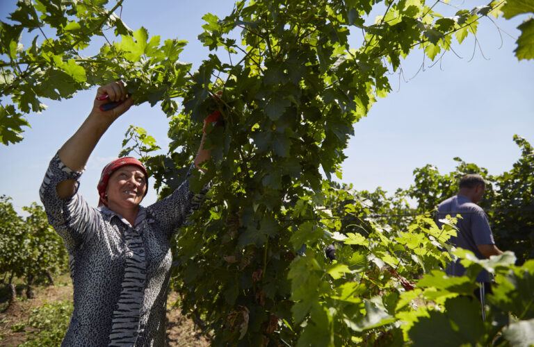 Moldova’s prized wine industry in turmoil as war rages in Ukraine