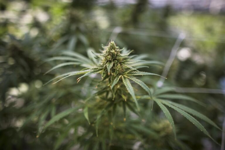 United States House votes in favour of decriminalizing cannabis