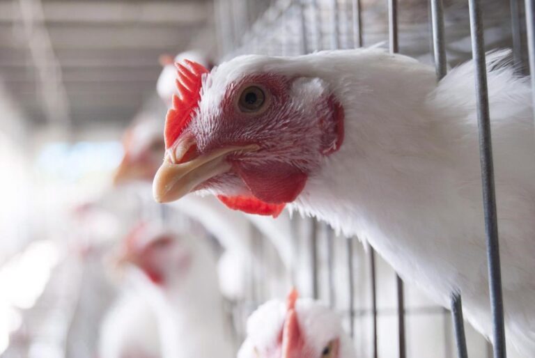 Avian flu cases identified among flock at handful of Quebec farms