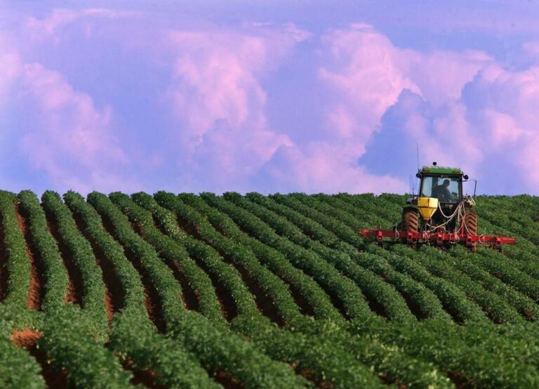 U.S. clears ‘world class P.E.I. potatoes’ to be exported back over border