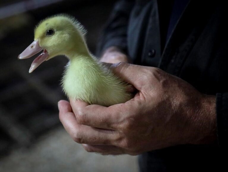 Quebec duck farm says it has to kill 150,000 birds, lay off 300 staff due to avian flu