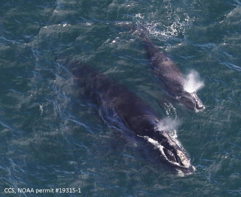 Technology plays role in protection of endangered right whales off Atlantic Canada