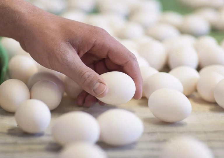 Bird flu raising prices for eggs worldwide as Ukraine war disrupts shipments