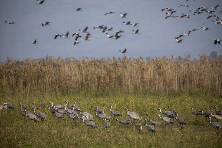 U.S. reports first human bird flu case in Colorado prison inmate