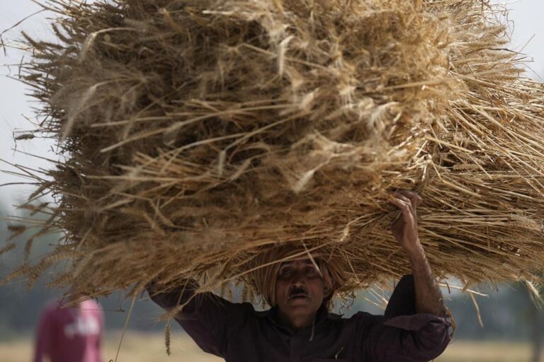 India bans wheat exports as heatwave hurts crop, domestic prices hit record high 