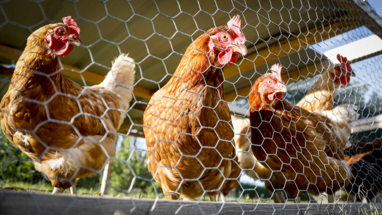 Bird flu confirmed in 2 more B.C. small poultry flocks in Richmond, Kelowna
