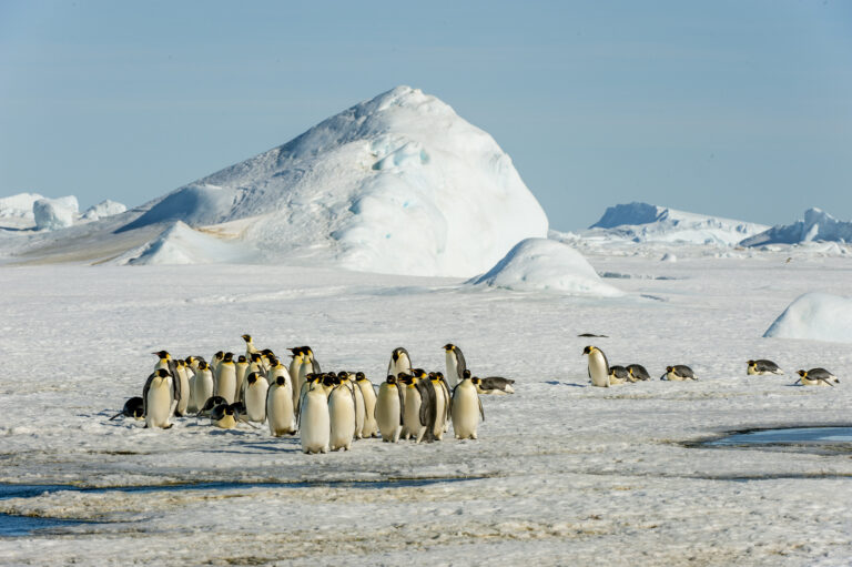 Emperor Penguins could be extinct in ‘the next 30, 40 years’ due to climate change