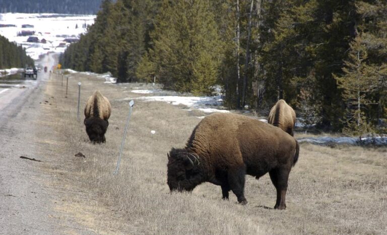 Video shows man gored by bison while protecting child at Yellowstone