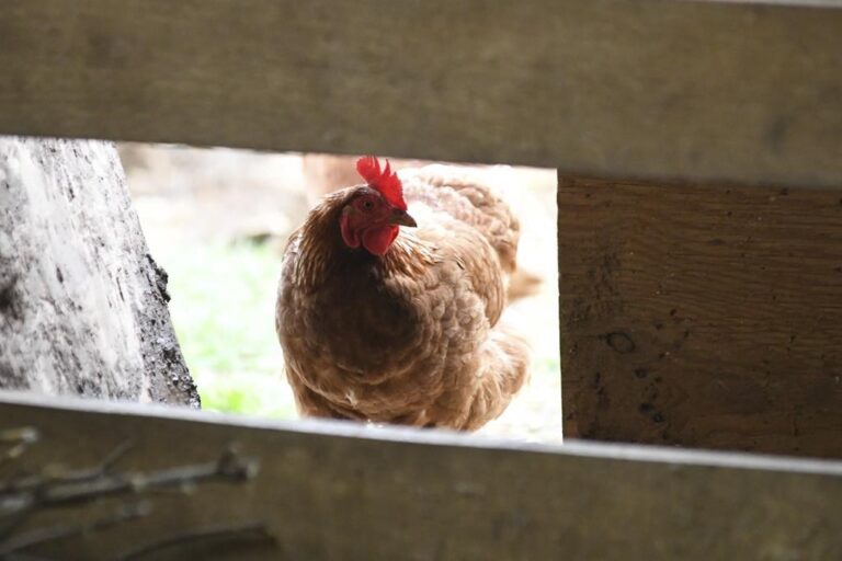 Avian flu in Canada: Everything you need to know