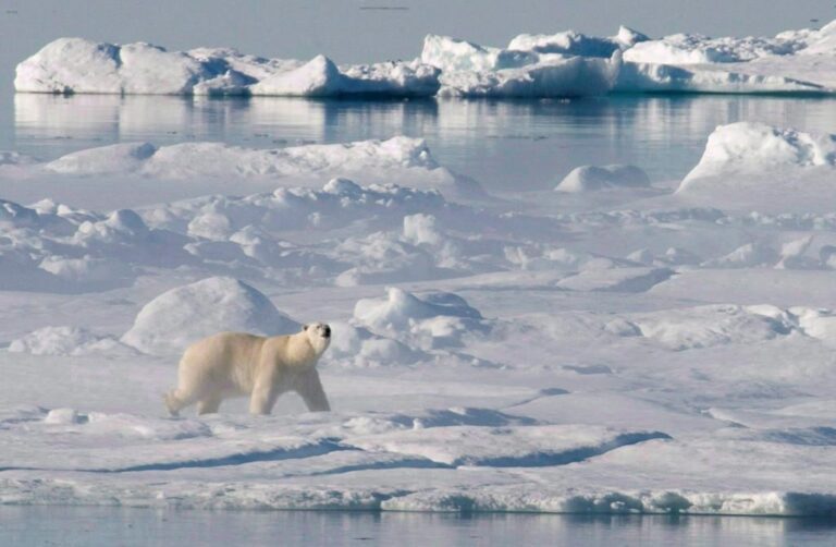 Arctic Council to resume meetings without Russia after protesting Ukraine war