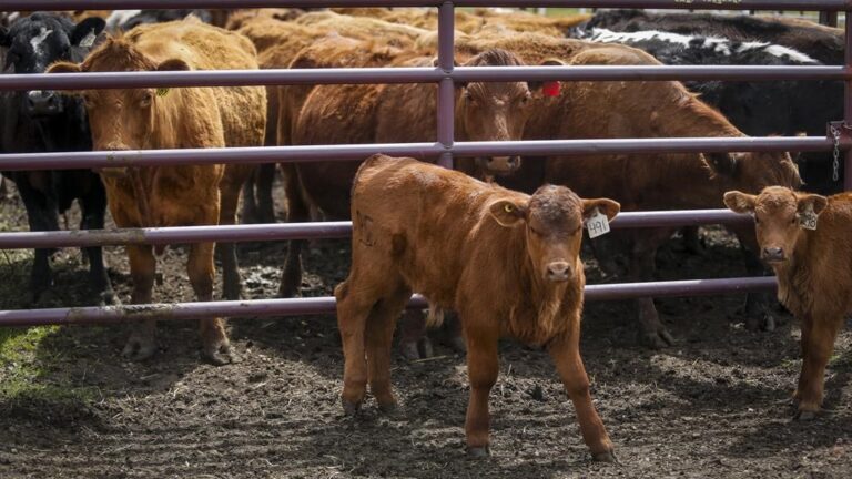 Ranchers’ group pushes back against Health Canada’s ‘vilification’ of beef