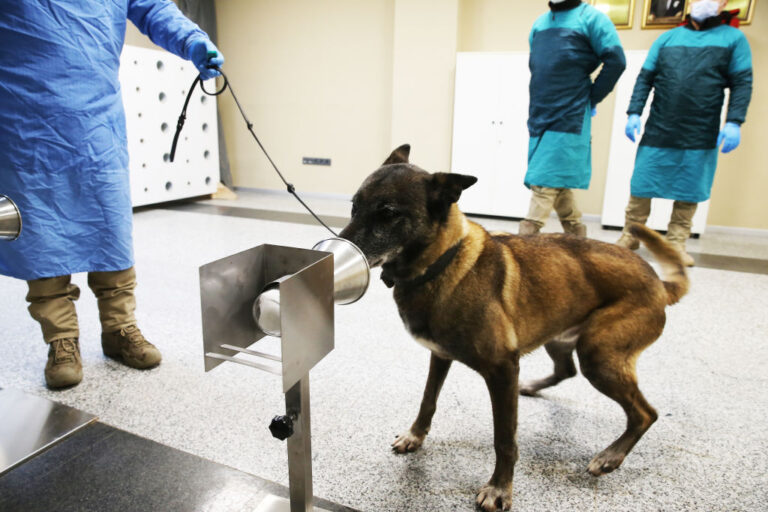 Are COVID-19 sniffer dogs more accurate than rapid tests? A new study says yes