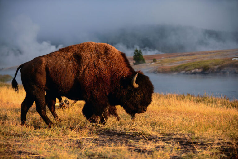 Woman gored by bison, tossed 10 feet in the air at Yellowstone park