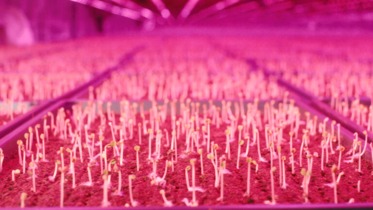 Food supply chains are in crisis. Could these futuristic farms fix that?