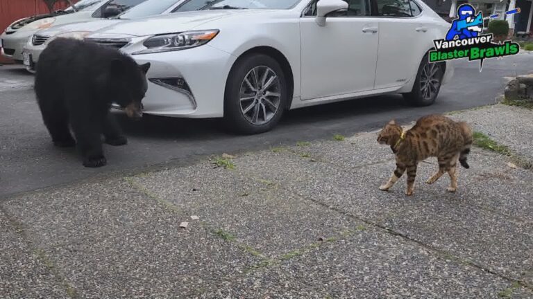 ‘Tigger come back’: B.C. house cat chases black bear out of family’s yard