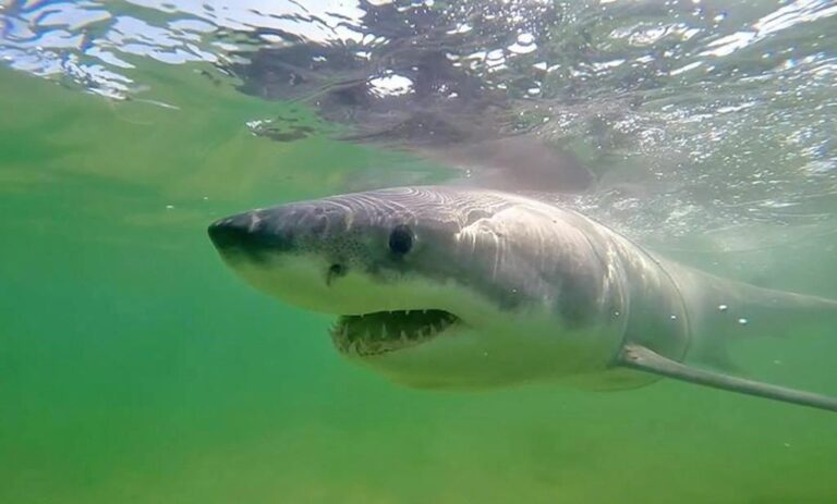 How to avoid great white sharks and what to do if you encounter one