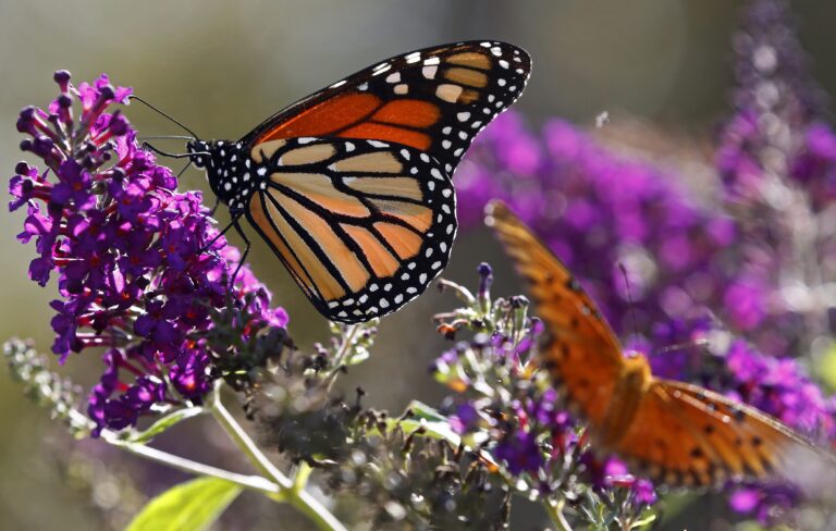 Beloved monarch butterflies are now listed as an endangered species