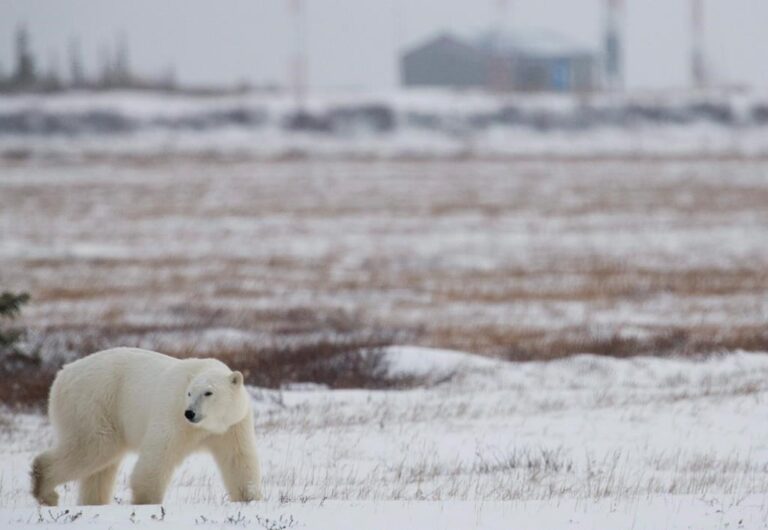 Landfills, climate change fueling human-polar bear conflicts in Arctic: report
