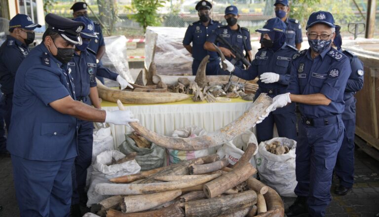 $18M worth of elephant tusks, rhino horns, other animal parts seized in Malaysia