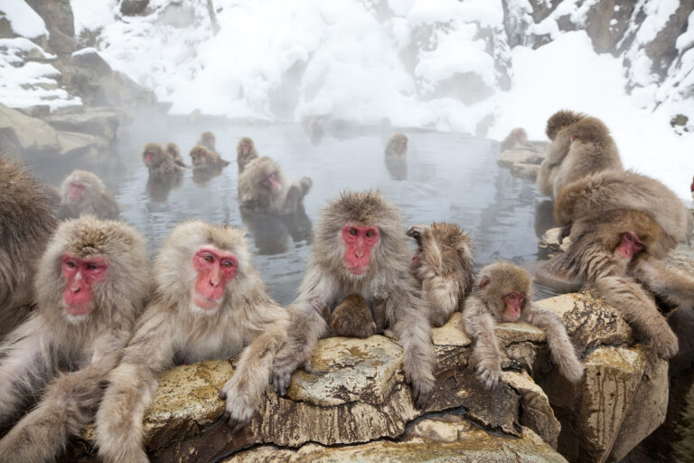 Surge in wild monkey attacks leaves 45 people injured in Japanese city