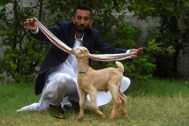 Ears looking at you, kid! Simba the goat gunning for longest ears record