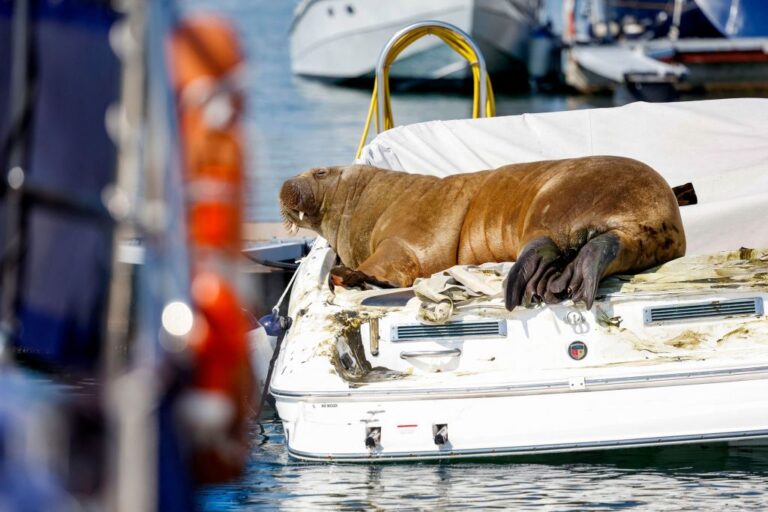Freya the walrus sinks boats as her star rises — and she might be cleaning up Europe’s seas
