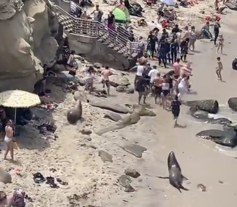 Internet sides with sea lions captured on video charging San Diego beachgoers