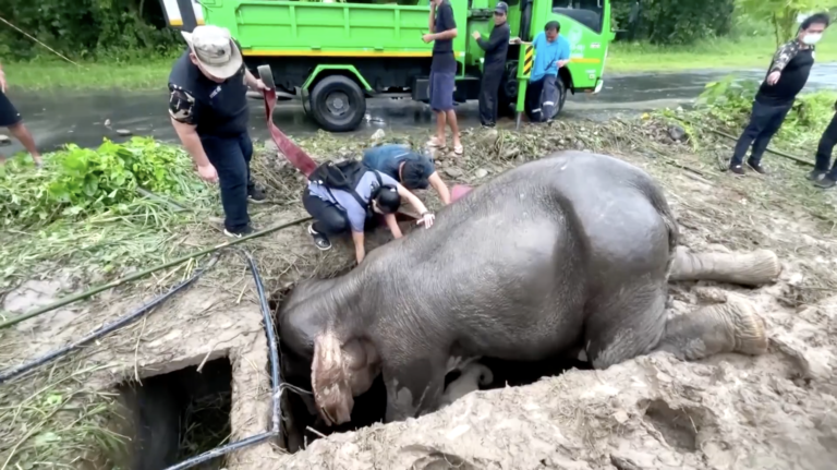 Baby elephant and mother rescued from drain hole in dramatic video at Thai national park
