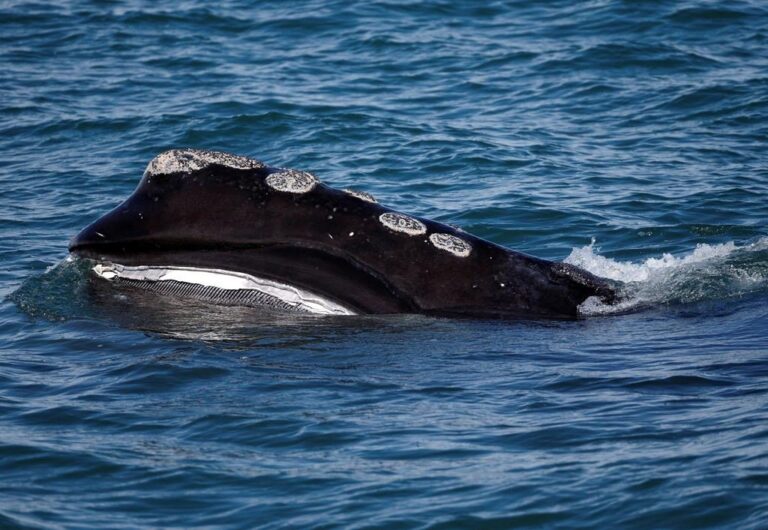 U.S. government’s failure to protect endangered whales violates law, judge says