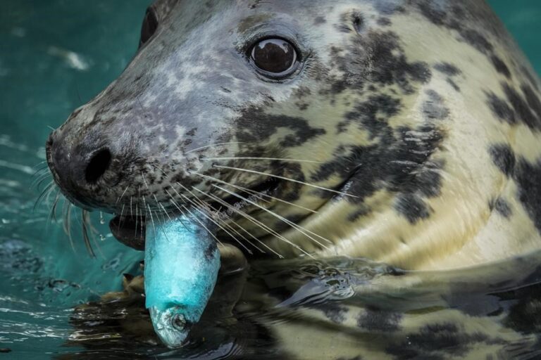 Highly pathogenic avian influenza believed to be killing seals in Quebec